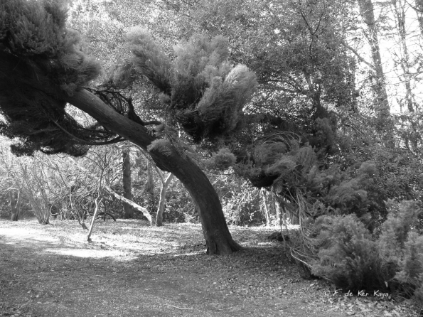 Bois des Moutiers (47) mars 2012